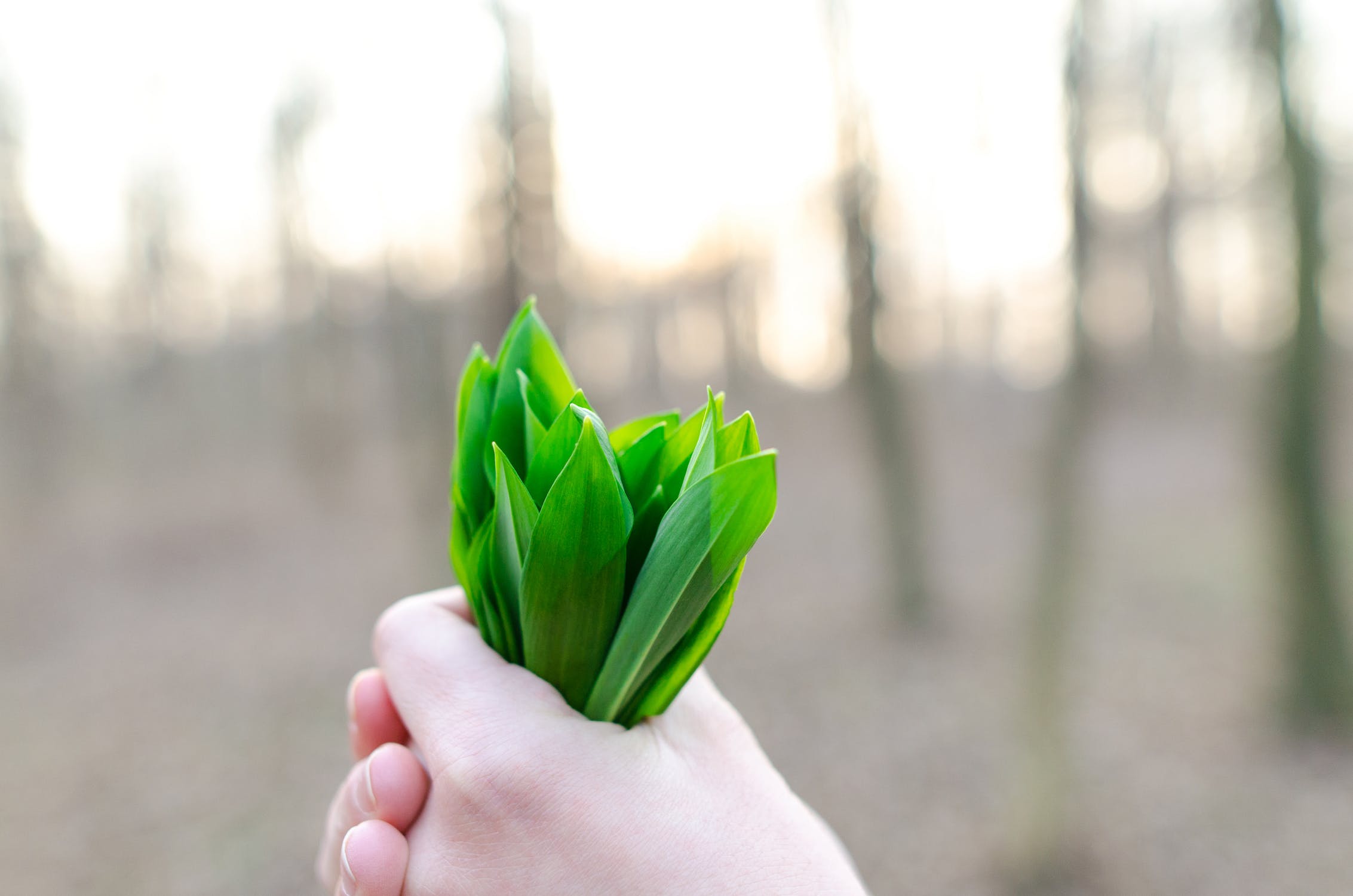 Wild garlic held in hand with forest in the background