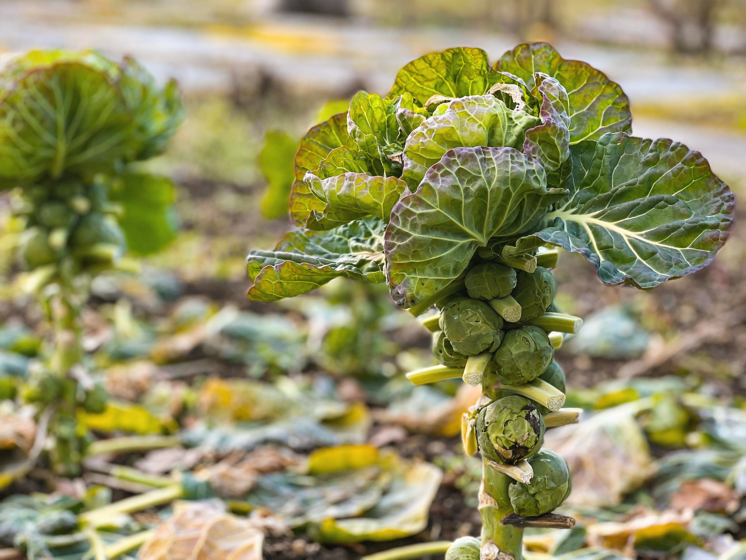 close up of a brussel sprouts