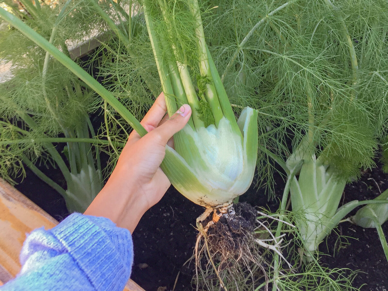 Fennel bulb fresh from the soil