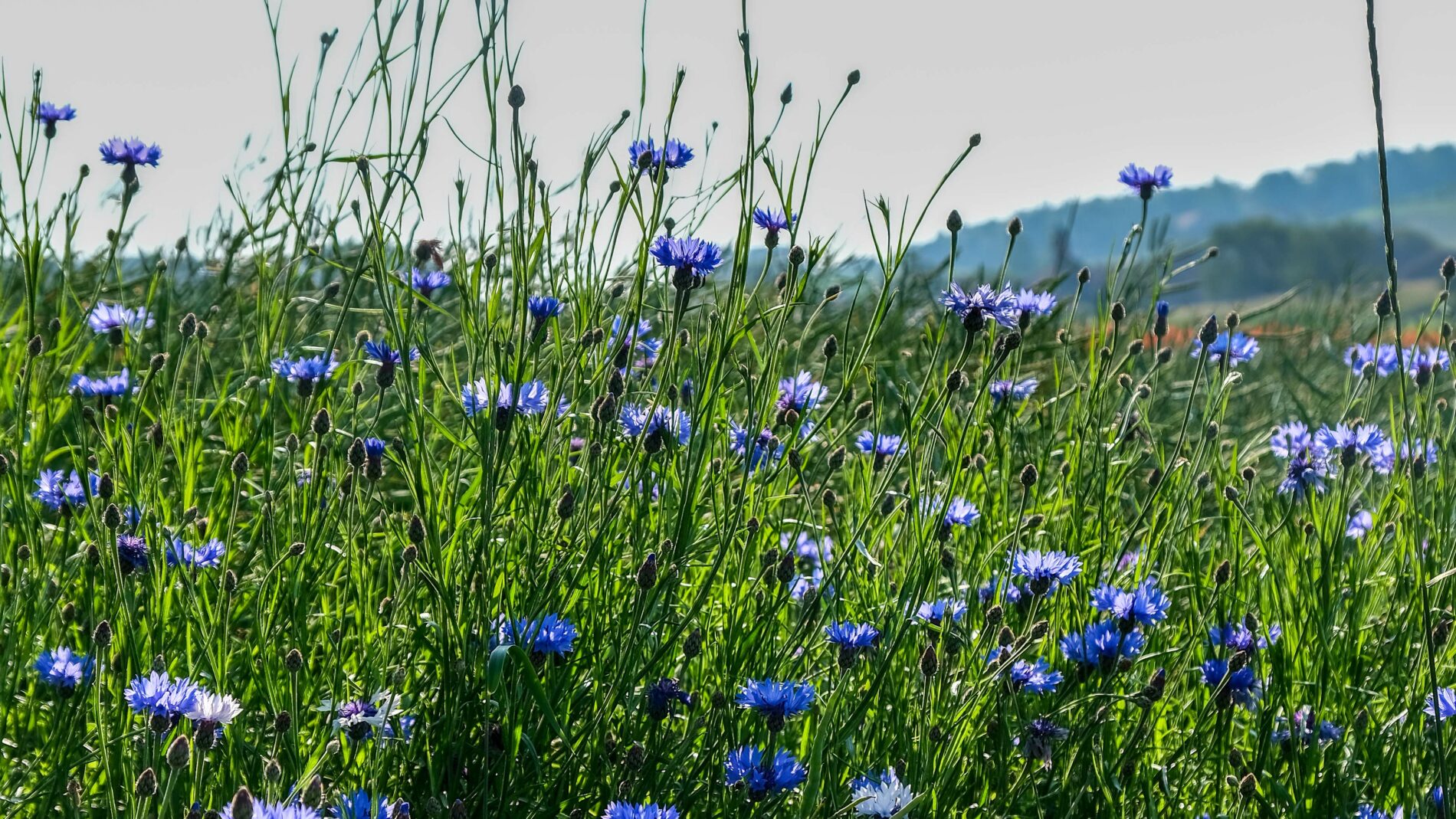 A field of blue cornflowers