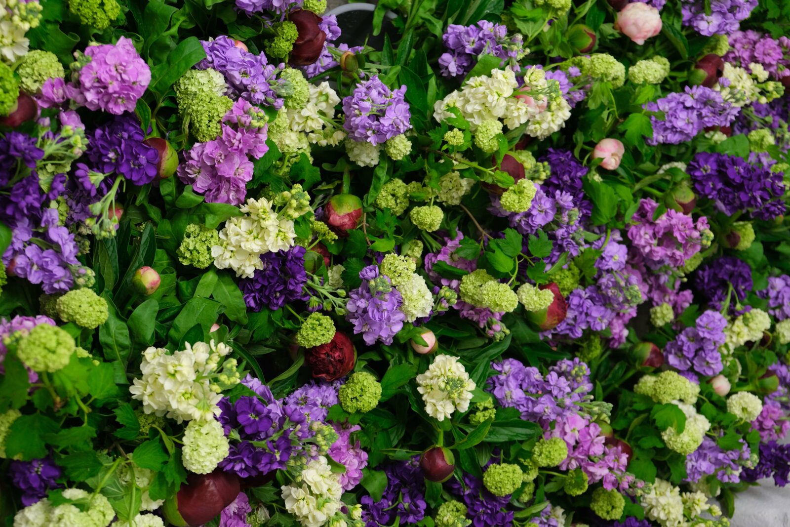 Flower bed of Snowballs, Levoyen, Peonies