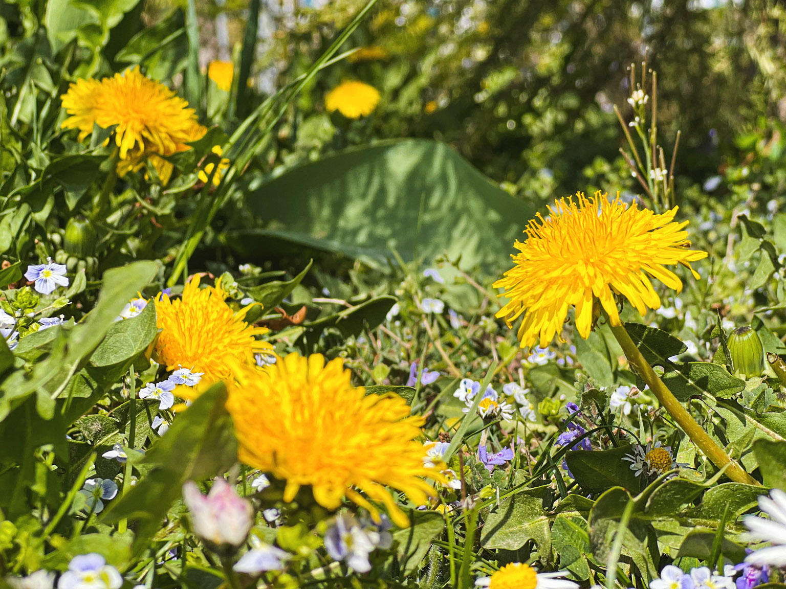 Gelb blühende Löwenzähne auf einer Blumenwiese