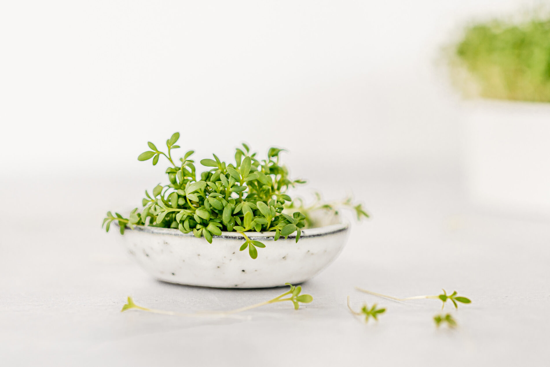 Close-up of cress in a small bowl