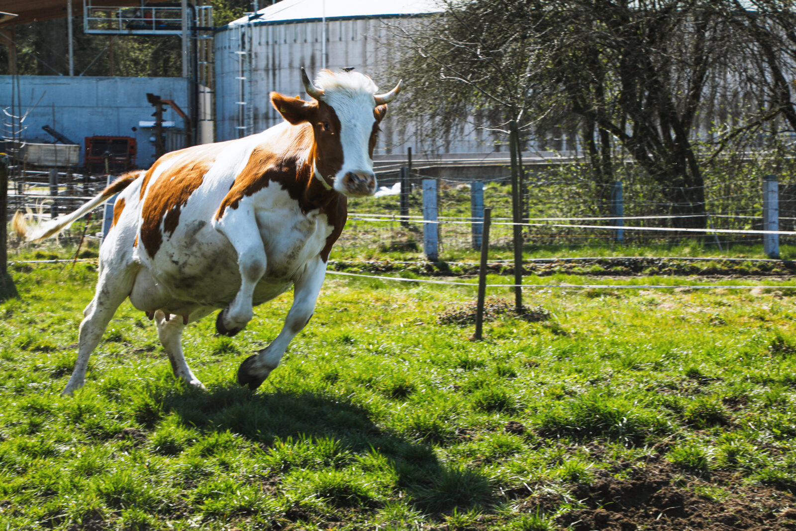 Cow running around on green grass