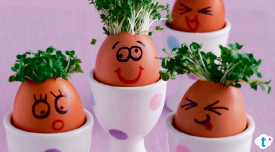Cress eggs with funny faces