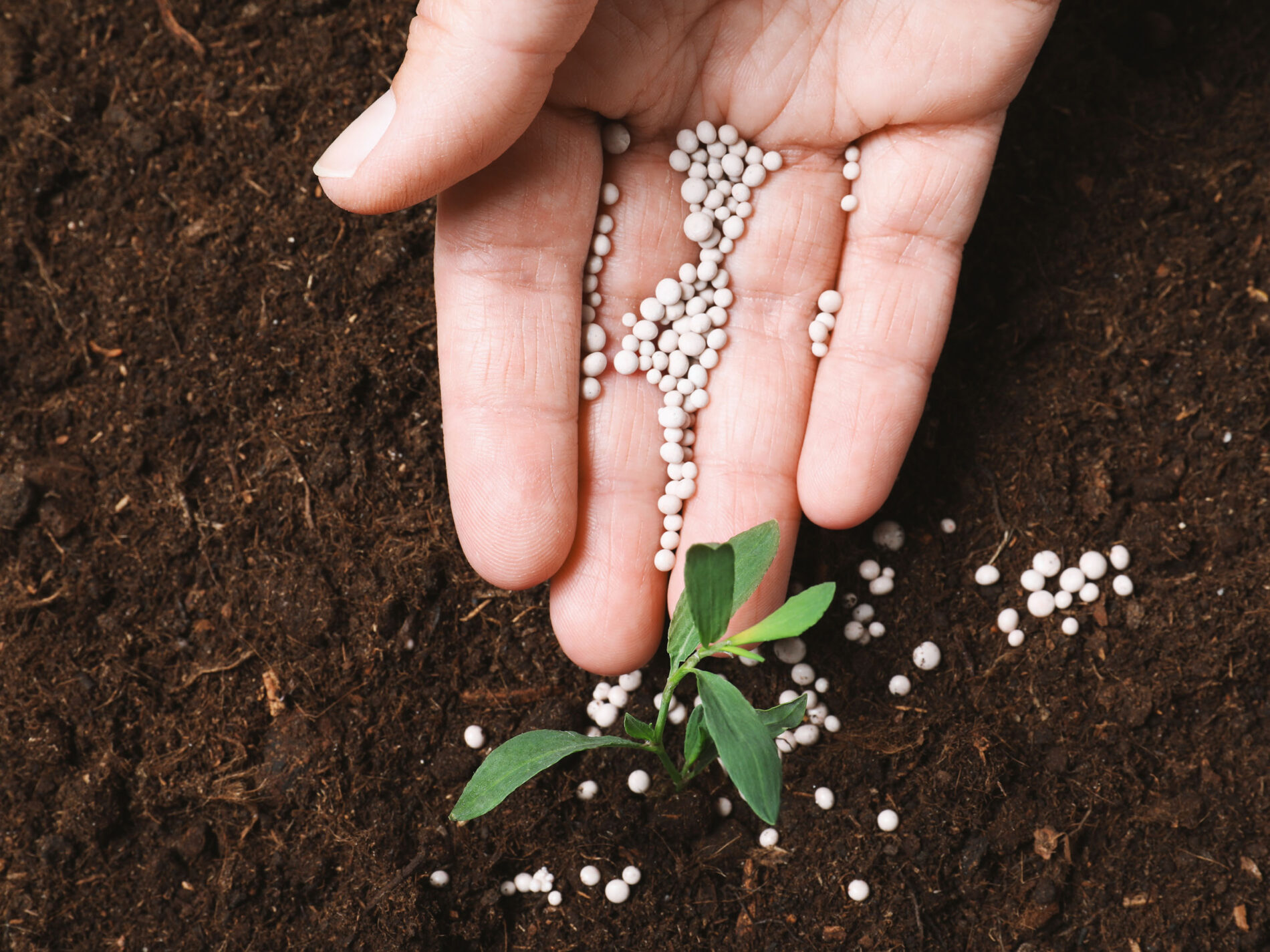 fertiliser being given by hand to a plant