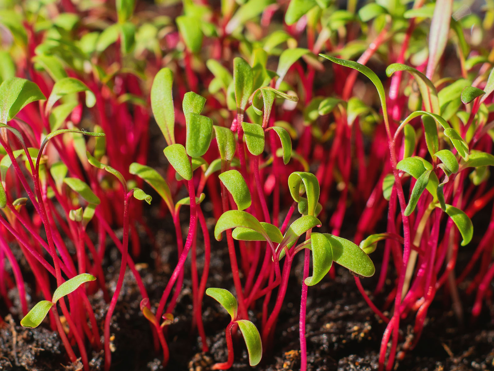 Beetroot sprouts with green tips